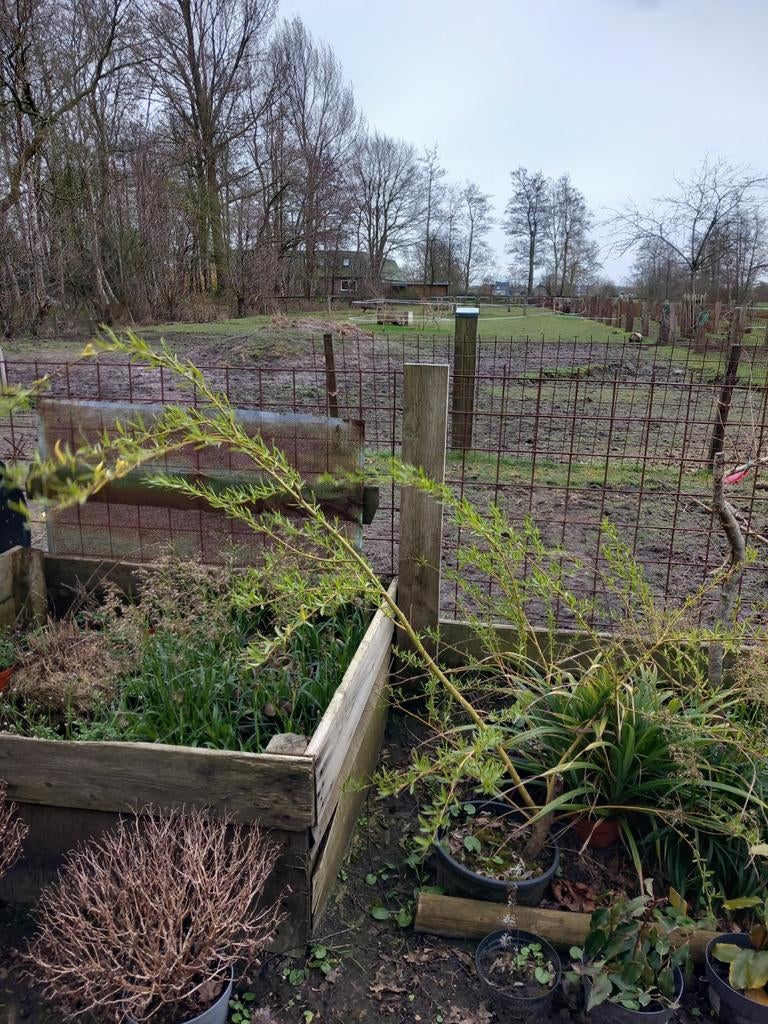 Treurwilg in pot, Minder dan 3 m³, Ophalen