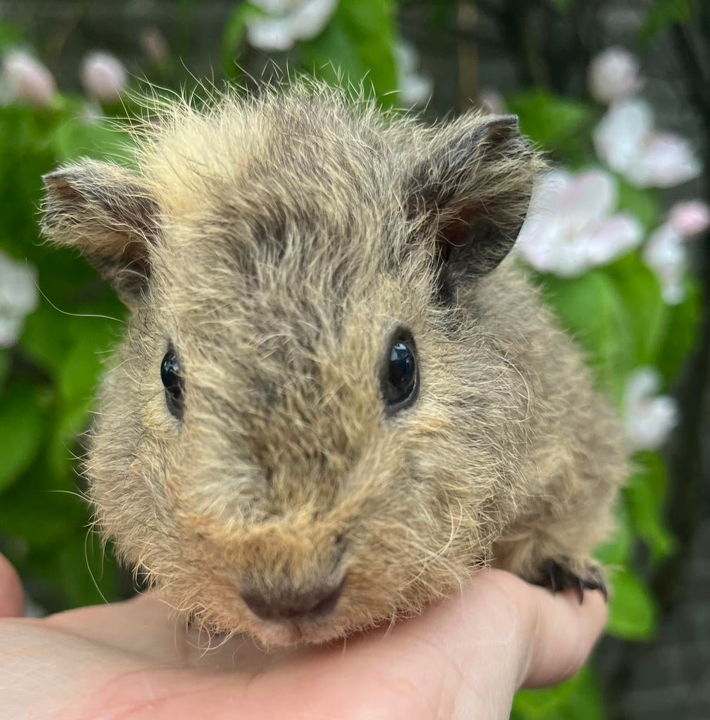 Schattig Rex teddy beertje in bijzondere kleur: crème agouti, Dieren en Toebehoren, Knaagdieren, Mannelijk, Tam, Maart, Cavia