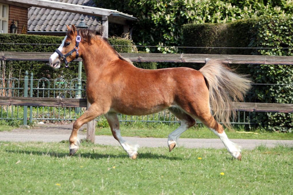 Palomino welsh hengst & vos welsh a merrie, Dieren en Toebehoren, Merrie, Met stamboom, Dressuurpony, 3 tot 6 jaar