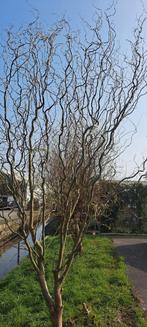 Paastakken., Tuin en Terras, Planten | Bomen, Ophalen of Verzenden, Volle zon, Overige soorten