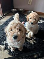 Lieve mini labradoodle!!, Dieren en Toebehoren, Overige rassen, 8 tot 15 weken, Parvo, Meerdere