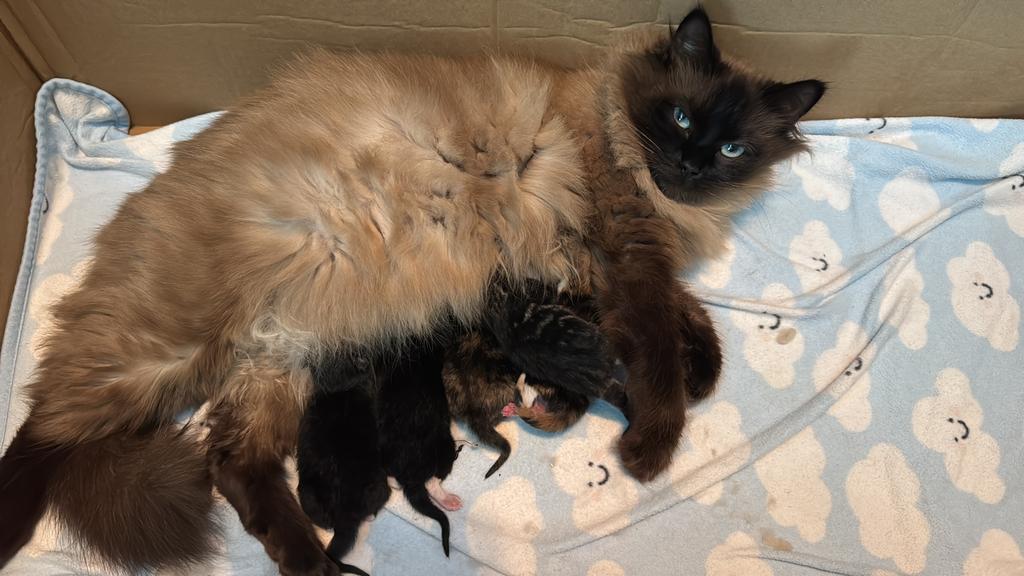 Kruising kittens, Dieren en Toebehoren, Meerdere dieren, Ontwormd, 0 tot 2 jaar