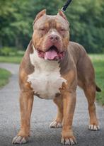 American bully xl dekreu, Reu, Parvo, Eén hond, 3 tot 5 jaar
