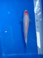 Te koop prachtige gezonde Tancho kweker Suda, Karper of Koi