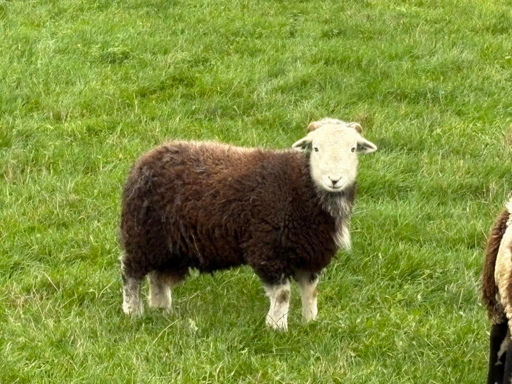 1jarige Herdwick Ram stamboek, zwoegervrij en ARR-ARR, Dieren en Toebehoren, Mannelijk, Schaap