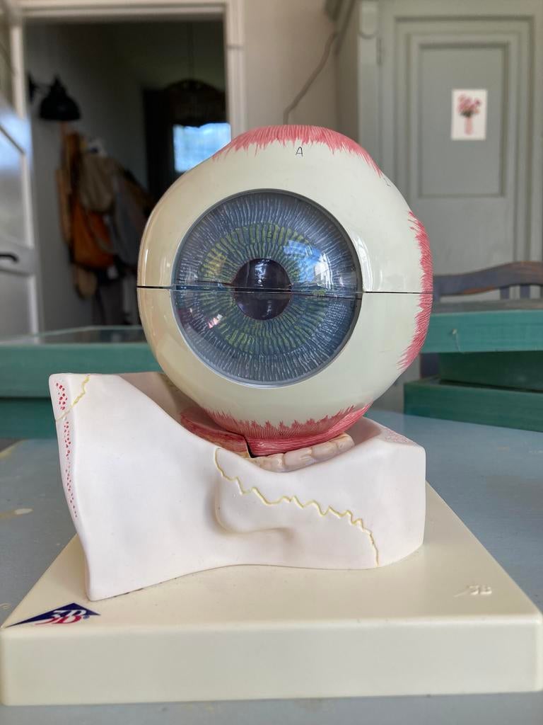 Antiek vintage anatomisch model van menselijk oog en oor, Ophalen of Verzenden, Zo goed als nieuw