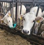 Chianina x Marchigiana, Dieren en Toebehoren, Runderen, Vrouwelijk