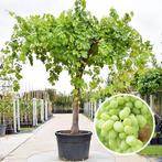Gezocht: Druivenplant / Druivenboom, Tuin en Terras, Planten | Fruitbomen, Lente, Overige soorten, Volle zon, In pot