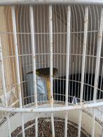 2 Bastaard zwart-geel edelzanger, Dieren en Toebehoren, Vogels | Overige Vogels, Mannelijk, Wildzangvogel, Geringd