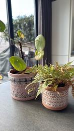 Gratis plantje, Ophalen of Verzenden, Halfschaduw, Minder dan 100 cm