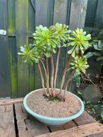 Bonsai aeonium, Tuin en Terras, Winter, Overige soorten, Minder dan 100 cm, Ophalen