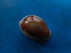 Schelpen: Cypraea spadicea Sw. f+++ 42mm, Ophalen of Verzenden, Schelp(en)