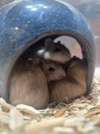 Dwerghamsters, Januari, Meerdere dieren, Hamster