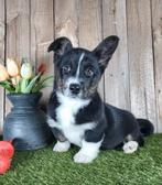 Welsh Corgi Cardigan pup / Corgi pup, Dieren en Toebehoren, België, Overige rassen, 8 tot 15 weken, Teef