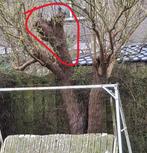 Haardhout, zelf zagen, Minder dan 3 m³, Ophalen, Overige houtsoorten, Stammen