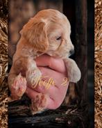 Prachtige teacup/toy maltipoo f1b puppies!, Overige rassen, CDV (hondenziekte), 8 tot 15 weken, Meerdere