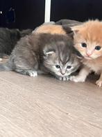 Nog 2 Maine coon kittens, Meerdere dieren, 0 tot 2 jaar