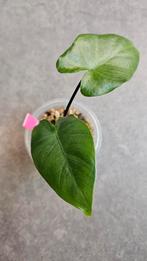 Alocasia Macrorrhiza Black Stem, Huis en Inrichting, Kamerplanten, Ophalen of Verzenden, Halfschaduw, Minder dan 100 cm