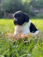 Te koop: Friese Stabij puppies, Dieren en Toebehoren, Honden | Niet-rashonden, Reu, CDV (hondenziekte), 8 tot 15 weken, Meerdere