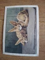 Verkade Albumplaatje - Fenneks, Antiek en Kunst, Ophalen of Verzenden