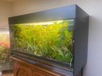 Terrarium / Paludarium, Ophalen, Gebruikt, Terrarium of Paludarium