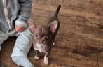 Super lief klein choco chihuahua teefje, Dieren en Toebehoren, Honden | Chihuahua's en Gezelschapshonden, CDV (hondenziekte), 8 tot 15 weken