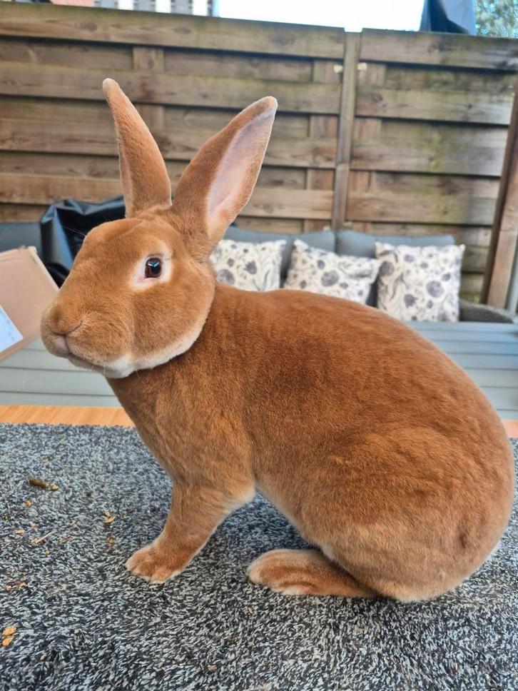 Standaard rex ram van '25 gevaccineerd, Dieren en Toebehoren, Konijnen, Groot, Mannelijk