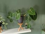 Philodendron Gloriosum, Ophalen, Overige soorten, Minder dan 100 cm
