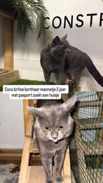 Britse korthaar zoeken dringend een huis, Dieren en Toebehoren, Kater, Ontwormd, 0 tot 2 jaar