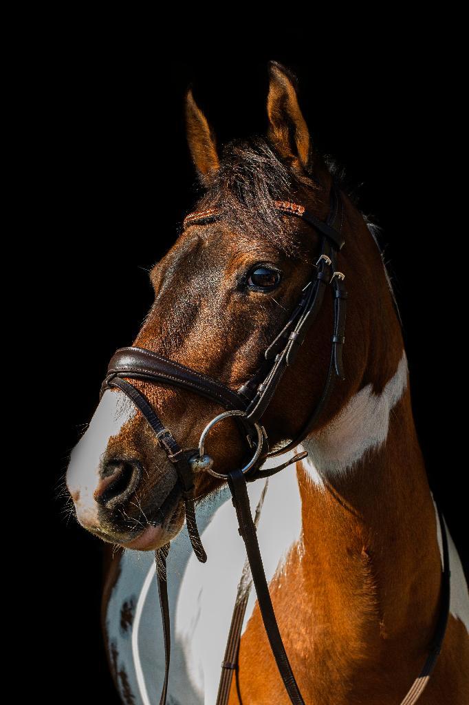 Te koop knappe D pony / 1,48 m, Dieren en Toebehoren, Pony's, Merrie, Zadelmak, D pony (1.37m tot 1.48m), Recreatiepony, 11 jaar of ouder