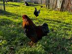 2 leuke wyandotte haantjes, zijn van dit voorjaar., Dieren en Toebehoren, Pluimvee, Mannelijk, Kip