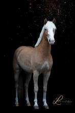 Prachtige 4 jarige haflinger merrie, Dieren en Toebehoren, Paarden, Merrie, 3 tot 6 jaar
