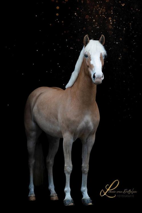 Prachtige 4 jarige haflinger merrie, Dieren en Toebehoren, Paarden, Merrie, 3 tot 6 jaar
