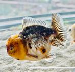 HQ Shorttail Oranda (Fancy goldfish), Dieren en Toebehoren, Vissen | Aquariumvissen, Vis
