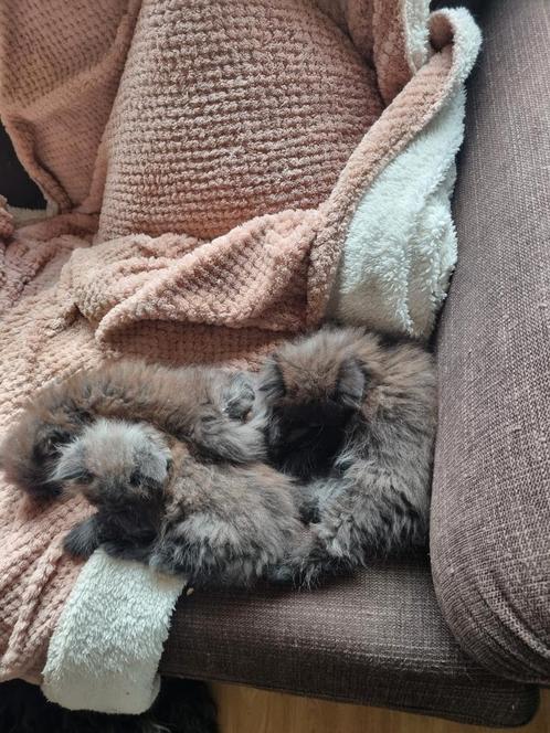 3 prachtige Perzische kitten katertjes zie foto's, Dieren en Toebehoren, Katten en Kittens | Overige Katten, Langharig, Kater