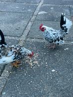 Serama Hanen Gratis, Dieren en Toebehoren, Mannelijk, Kip