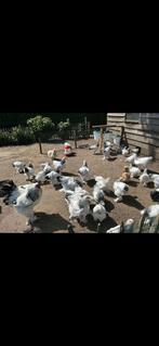 Brahma wit zwart columbia gezocht!, Dieren en Toebehoren, Pluimvee, Vrouwelijk, Kip