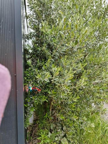 Grote olijfboom  beschikbaar voor biedingen