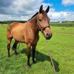 Paard., Dieren en Toebehoren, Paarden, Gechipt, Ruin, M, Dressuurpaard
