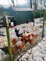 Biologische broedeieren – mix van sterke rassen, Dieren en Toebehoren, Pluimvee, Geslacht onbekend, Kip