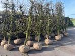 Perenboom conference, Tuin en Terras, Halfschaduw, Lente, 250 tot 400 cm, Overige soorten