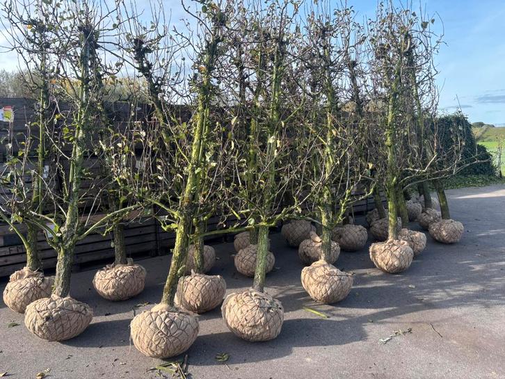 Perenboom conference, Tuin en Terras, Planten | Bomen, Overige soorten, 250 tot 400 cm, Halfschaduw, Lente, Ophalen of Verzenden