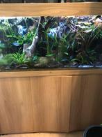Juwel 240 met kast, Ophalen of Verzenden, Gebruikt, Leeg aquarium