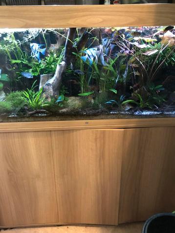 Juwel 240 met kast beschikbaar voor biedingen