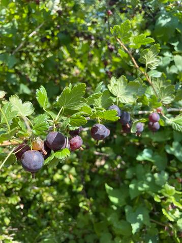 Kruisbes Worcester (Worcesterberry, Worcesterbes) beschikbaar voor biedingen