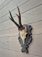 Mooi Ree gewei hand gestoken schild jacht mancave c2, Ophalen of Verzenden, Hert, Gewei of Kop