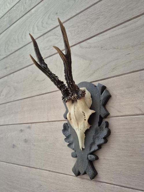 Mooi Ree gewei hand gestoken schild jacht mancave c2, Verzamelen, Dierenverzamelingen, Gewei of Kop, Hert, Ophalen of Verzenden