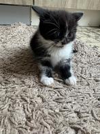 Te koop: 2 schattige en speelse kittens, Dieren en Toebehoren, Meerdere dieren