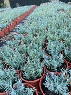 Lavendel hidcote paars winterhard in20cmpot €1 wit€2, Ophalen, Overige soorten, Volle zon