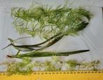 Waterplanten voor aquarium., Dieren en Toebehoren, Vissen | Aquaria en Toebehoren, Ophalen, Nieuw, Plant(en), Steen of Hout